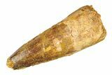 Fossil Spinosaurus Tooth - Real Dinosaur Tooth #298149-1